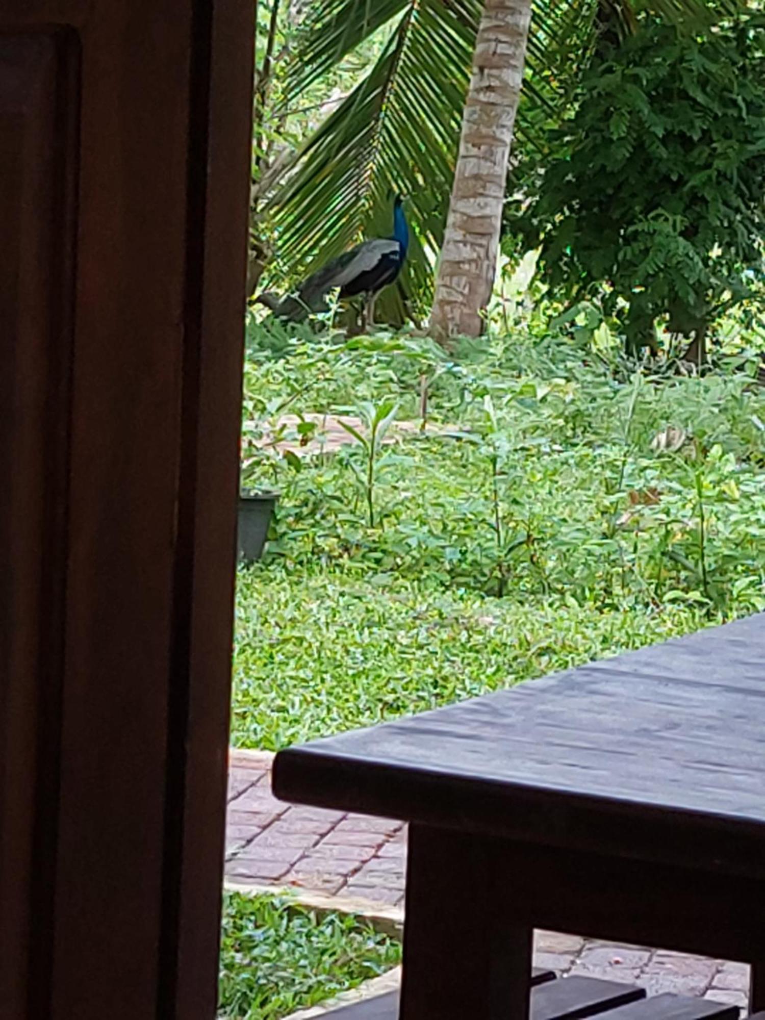 Green Shield Resort Anuradhapura Eksteriør billede