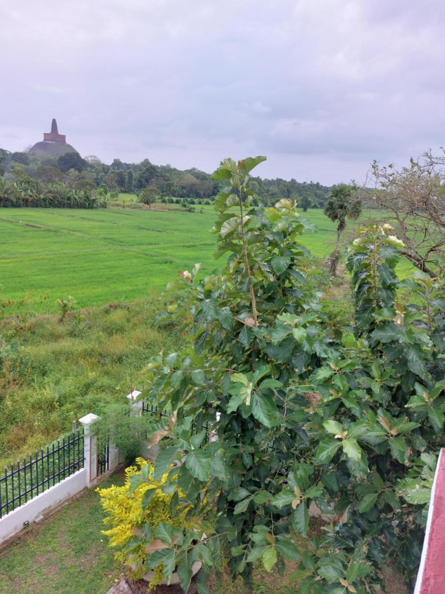 Green Shield Resort Anuradhapura Eksteriør billede